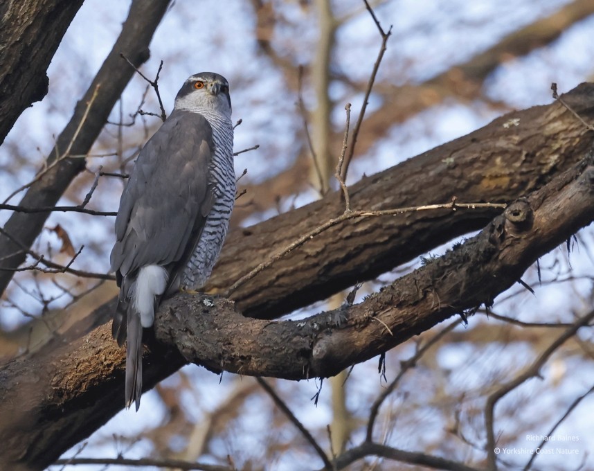 Northern Goshawk (male) - Berlin March 2024 © Richard Baines