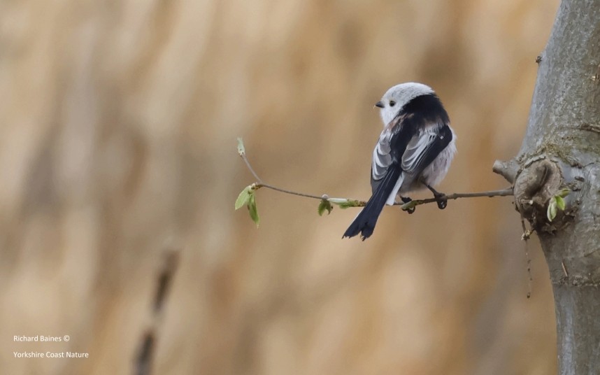 Northern Long-tailed Tit - Berlin March 2024 © Richard Baines