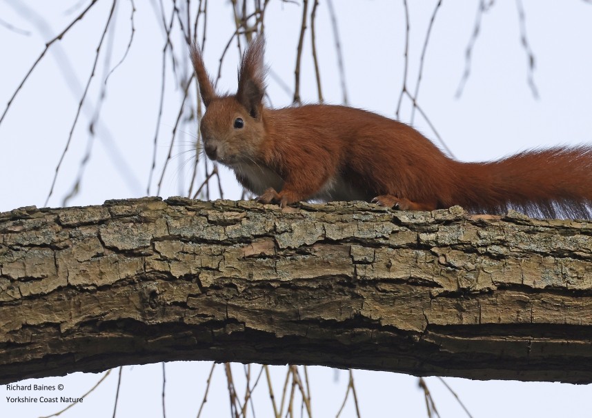 Red Squirrel - Berlin March 2024 © Richard Baines