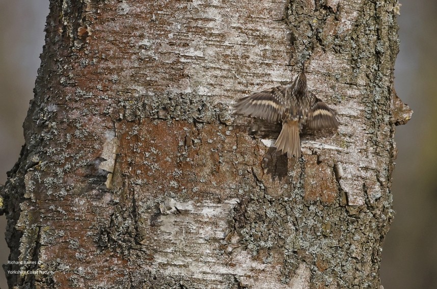 Short-toed Treecreeper - Berlin March 2024 © Richard Baines