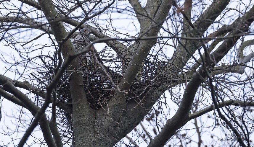 Northern Goshawk female nest building - Berlin March 2024 © Richard Baines
