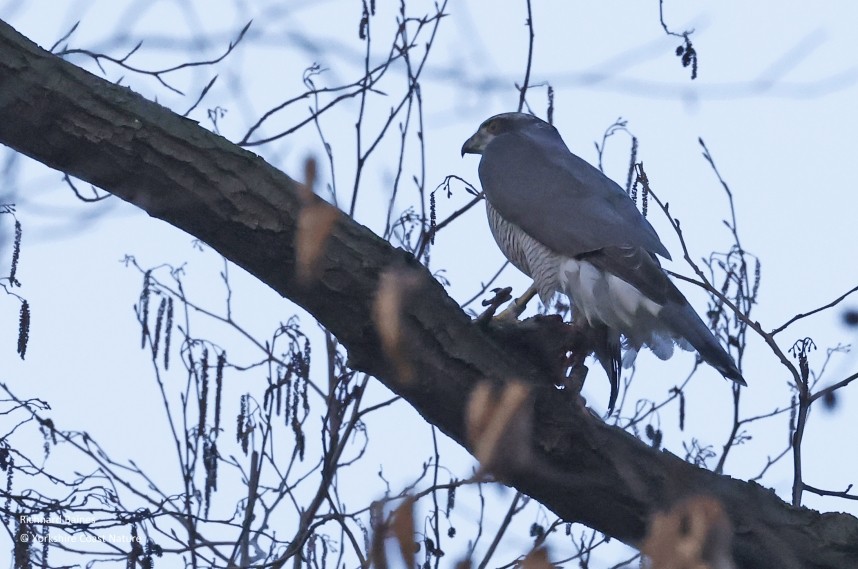 Northern Goshawk (male) with prey - Berlin March 2024 © Richard Baines