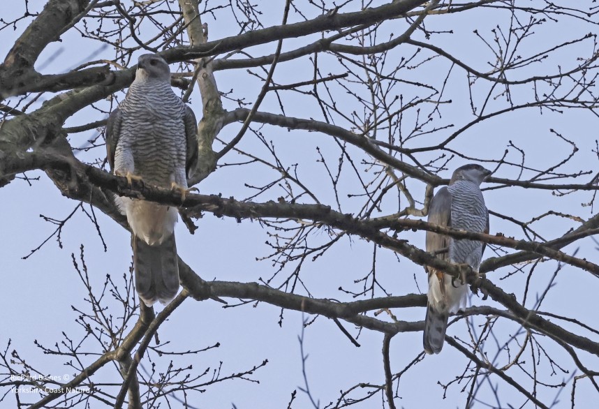 Northern Goshawk (female and male) - Berlin March 2024 © Richard Baines
