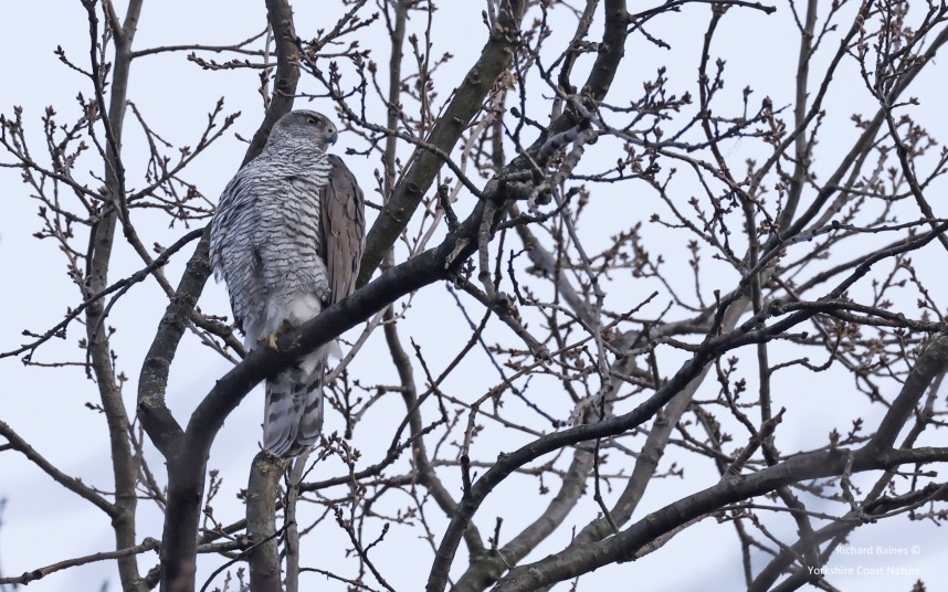 Northern Goshawk (female) - Berlin March 2024 © Richard Baines
