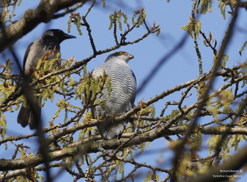 Northern Goshawk female nest building - Berlin March 2024 © Richard Baines