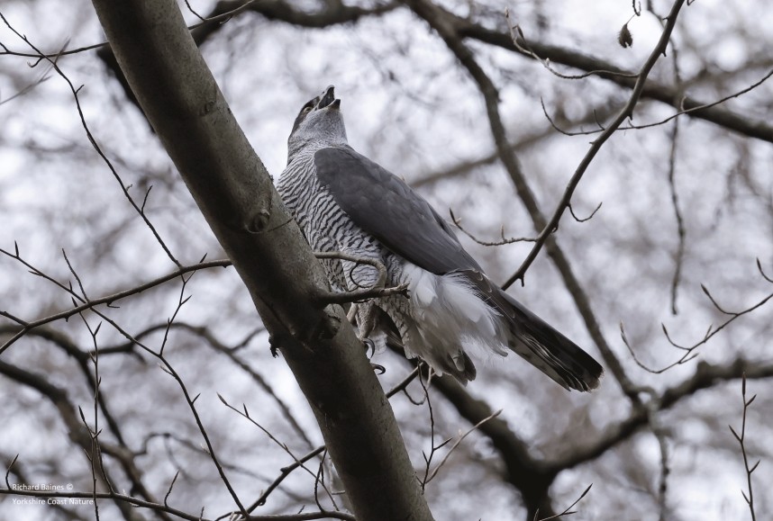 Northern Goshawk (male) - Berlin March 2024 © Richard Baines