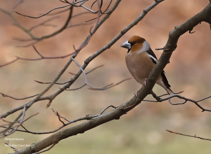 Hawfinch (male) - Berlin March 2024 © Richard Baines