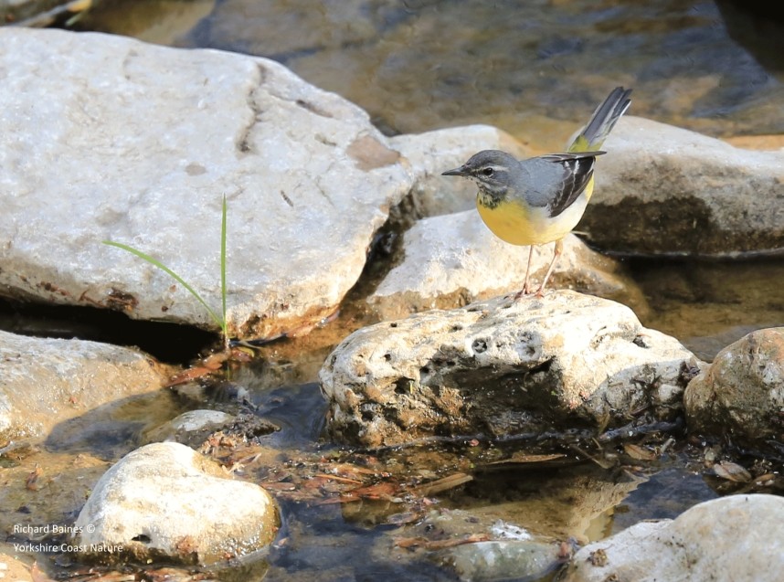 Grey Wagtail - North Yorkshire © Richard Baines