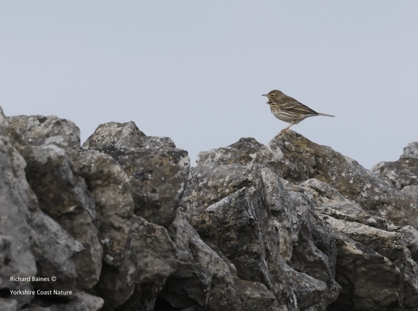 Meadow Pipit - Kepwick moor - March 2024 © Richard Baines