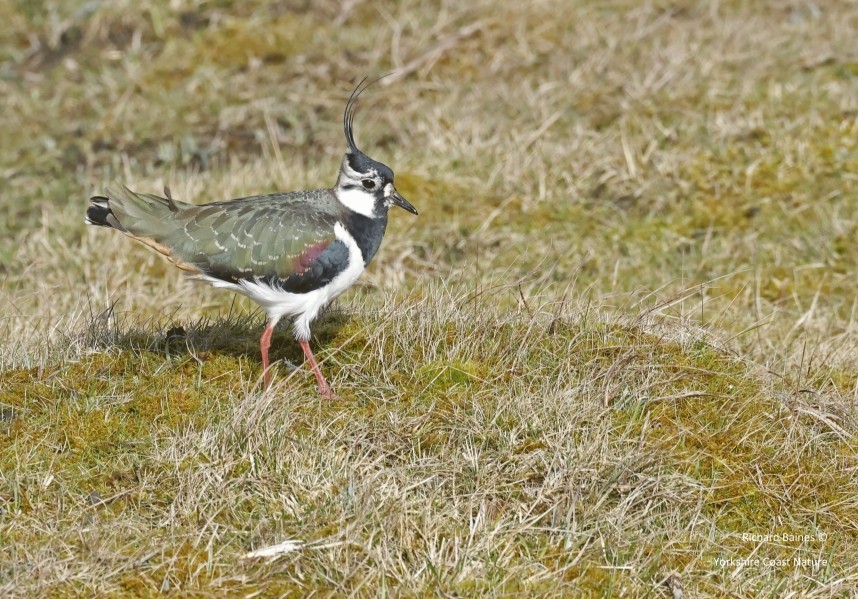 Northern Lapwing - Kepwick - March 2024 © Richard Baines
