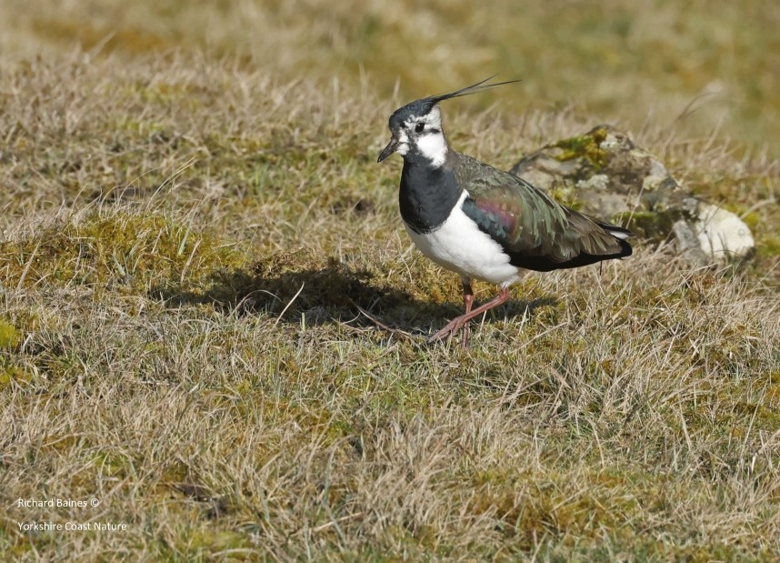 Northern Lapwing - Kepwick - March 2024 © Richard Baines