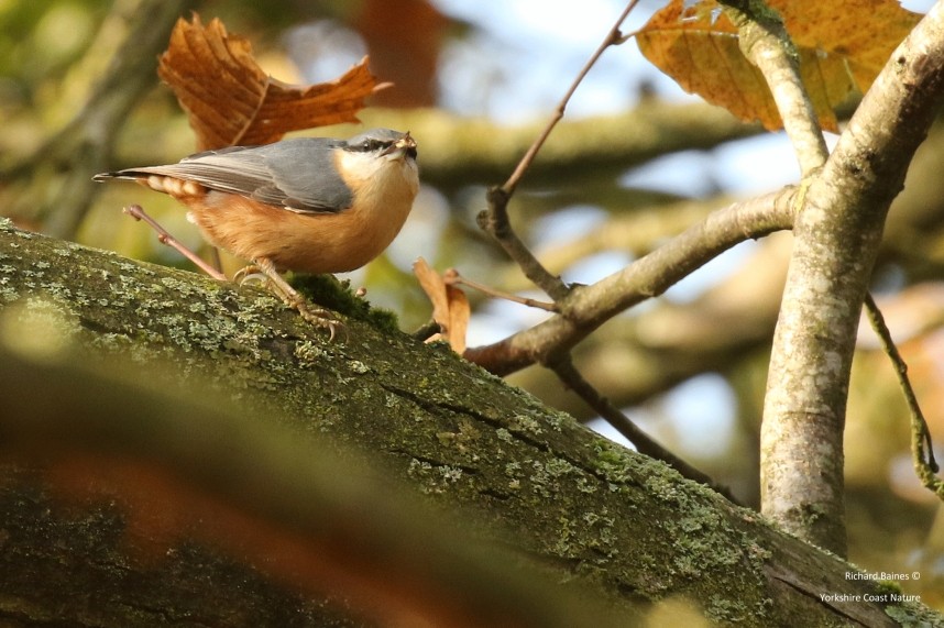 Common Nuthatch - North Yorkshire © Richard Baines