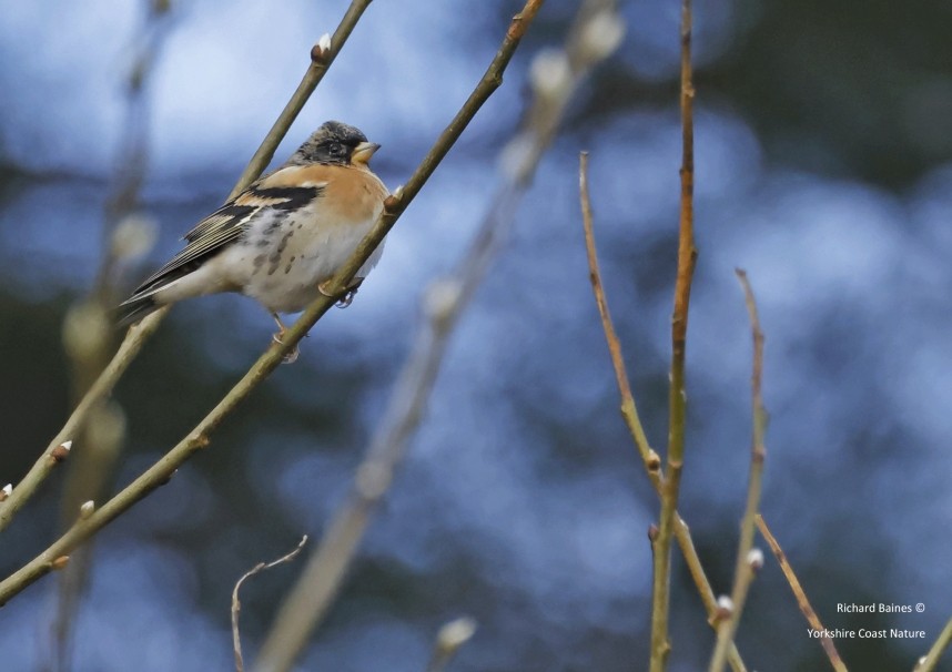 Brambling (male) North Yorkshire © Richard Baines