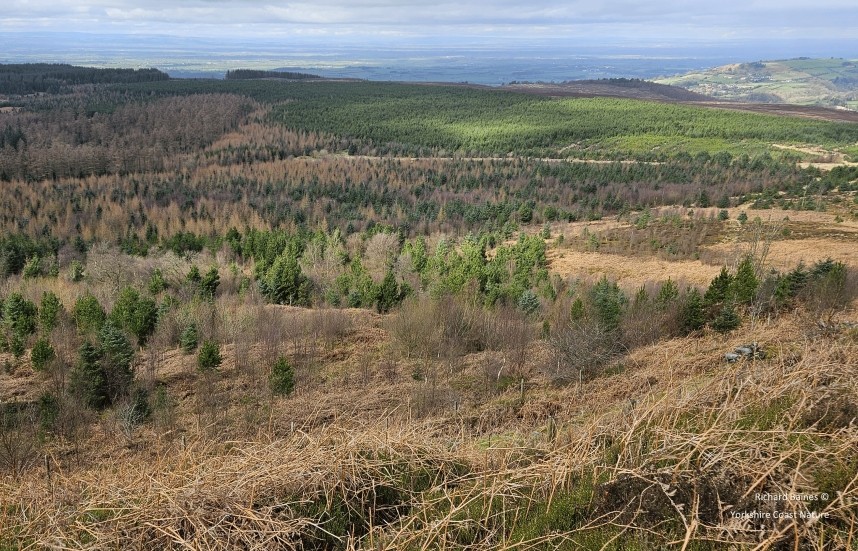 Silton Forest - March 2024 © Richard Baines