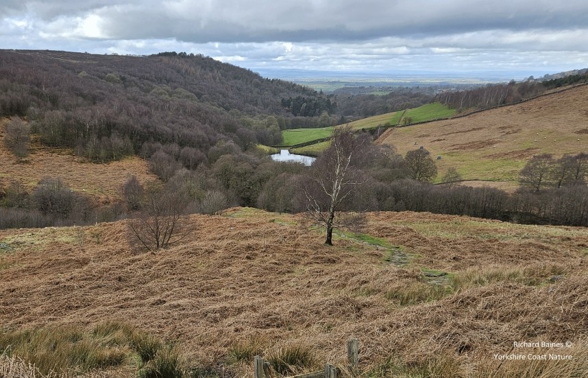 Oak Dale - March 2024 © Richard Baines