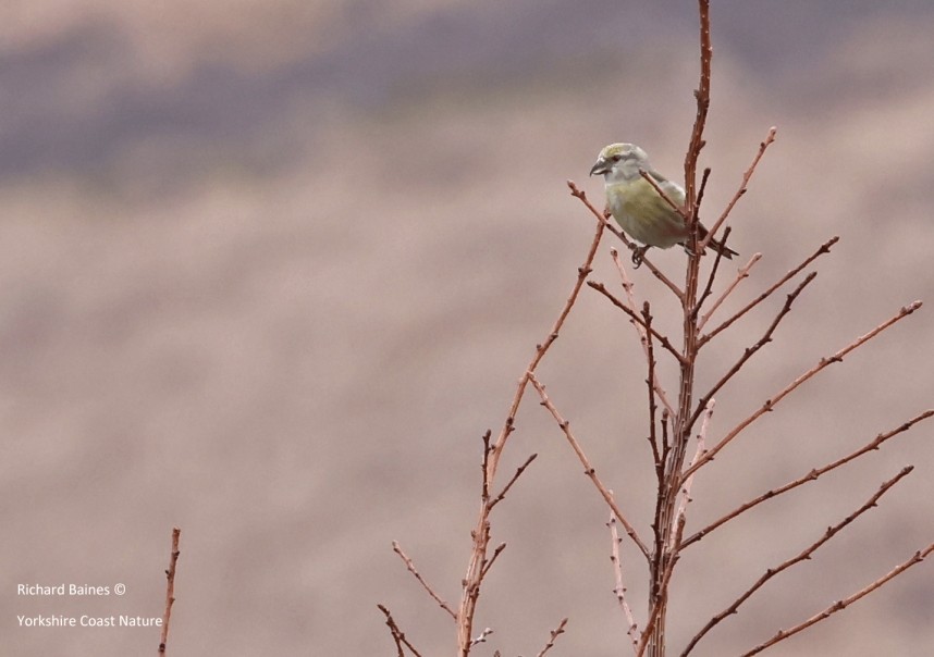 Common Crossbill (female) - Silton Forest - March 2024 © Richard Baines