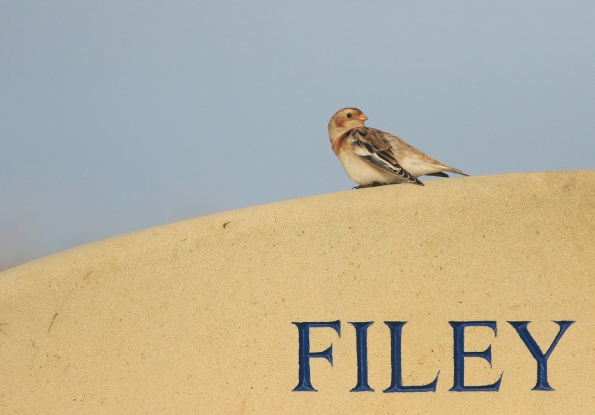 Snow Bunting, Carr Naze © Mark Pearson