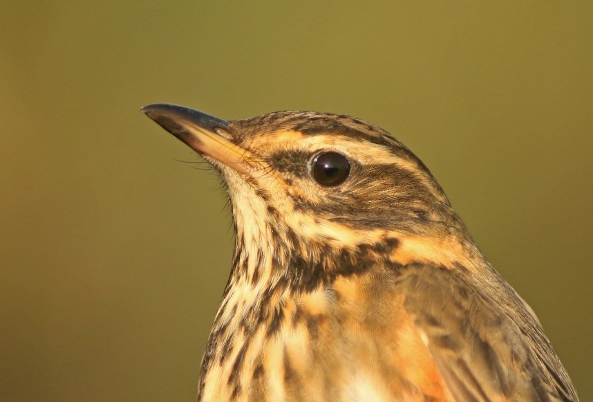 One of, well, many Redwings at Spurn © Mark Pearson