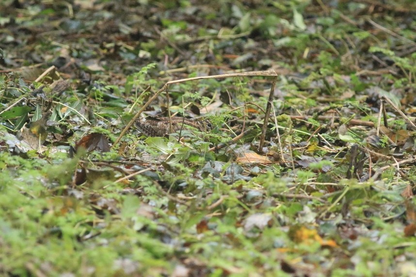 Woodcock in the Top Scrub © Mark Pearson
