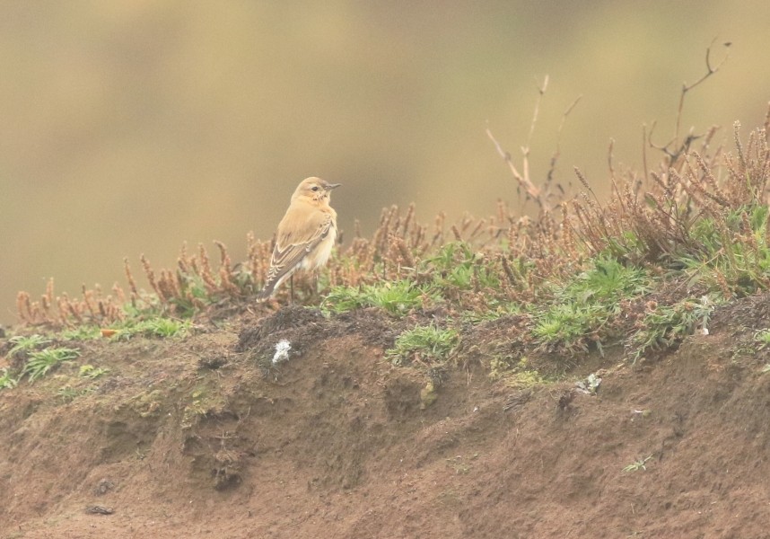 A pale, wet Wheatear, in easterlies, at the end of October © Mark Pearson