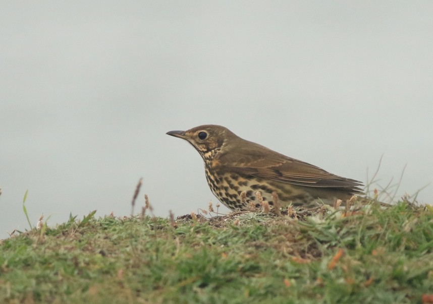 Continental Song Thrush on the clifftop © Mark Pearson