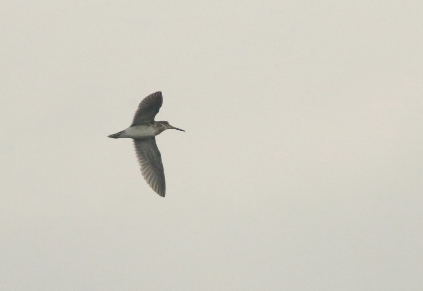 Jack Snipe in off at Carr Naze © Mark Pearson