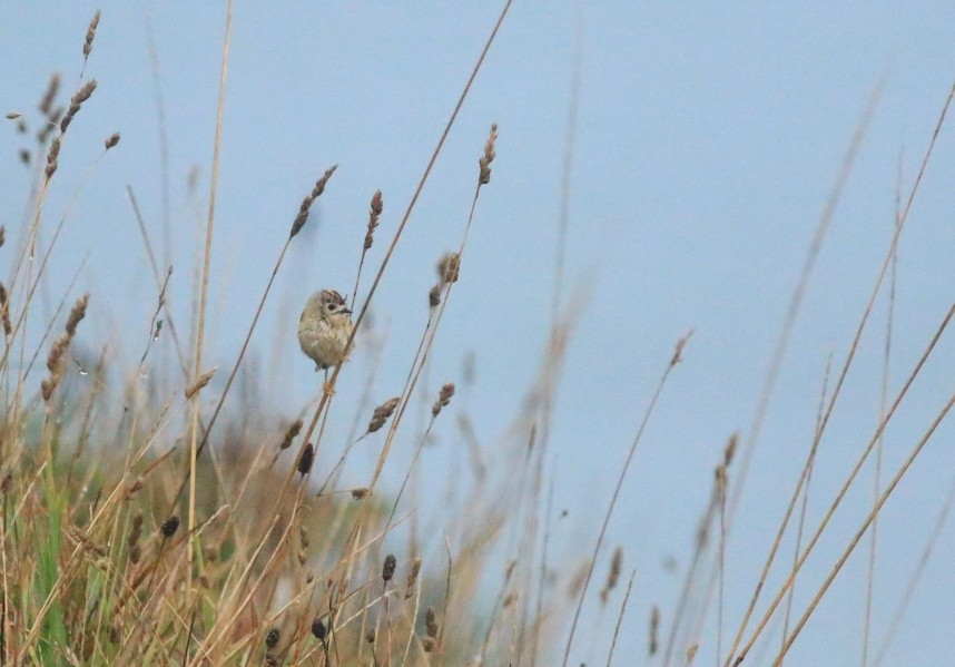 Freshly arrived Goldcrest on the clifftop © Mark Pearson