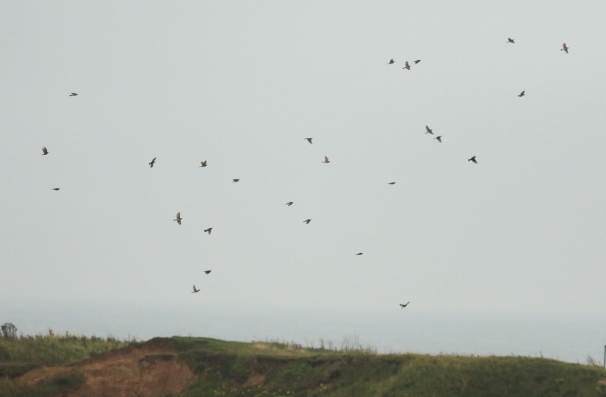 Thrushes arriving en masse at Carr Naze © Mark Pearson