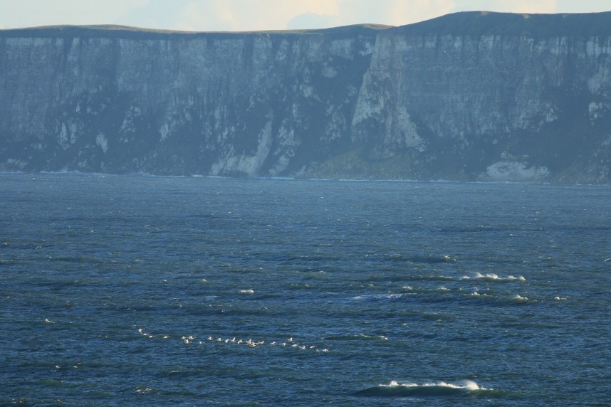 Whooper Swans arriving over stormy seas. © Mark Pearson