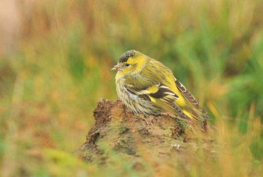 An exhausted Siskin on the cliff side © Mark Pearson
