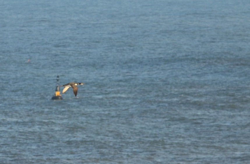 Great Northern Diver heading into the bay © Mark Pearson