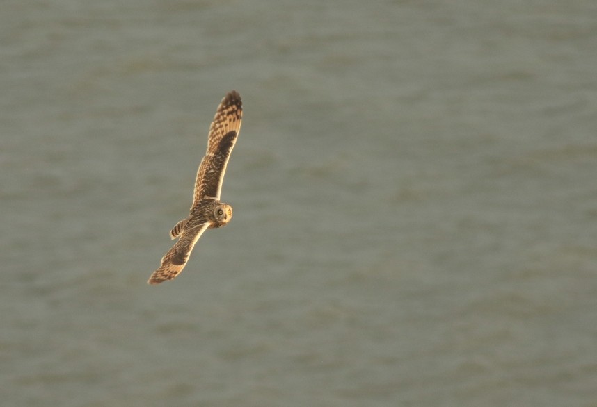 Short-eared Owl arriving in off at Carr Naze © Mark Pearson
