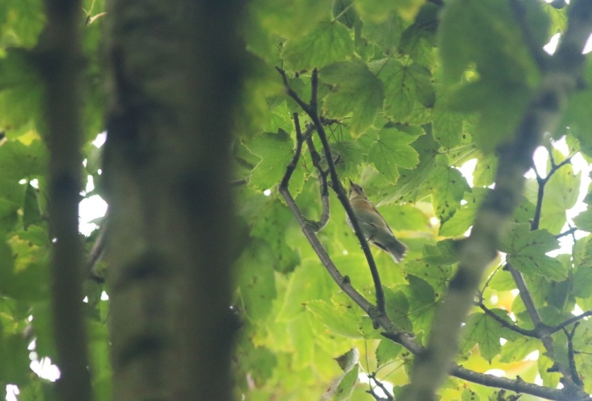 Red-flanked Bluetail, high up in the canopy © Mark Pearson