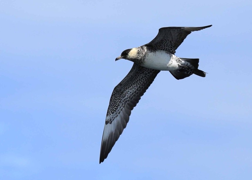 Pomarine Skua - Staithes North Yorkshire - 5 August 2017 © Richard Baines