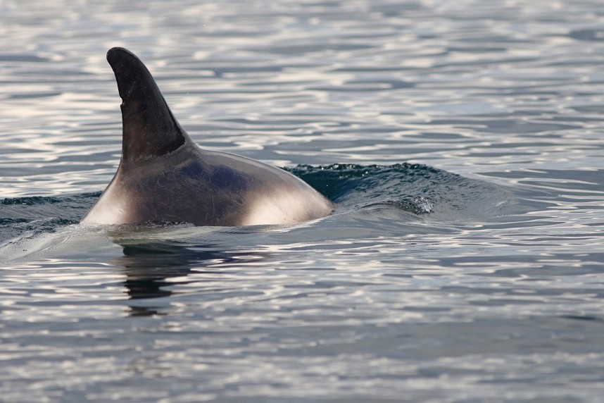 White-beaked Dolphin - 3 August 2018 - Staithes North Yorkshire © Mark Pearson