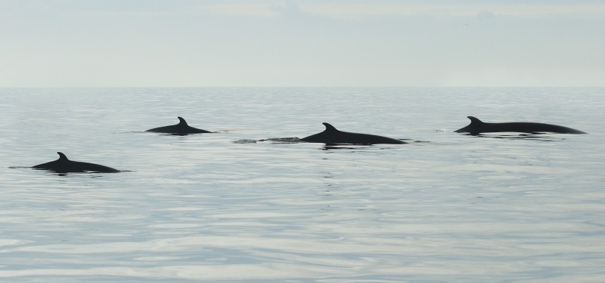 Minke Whales - Staithes North Yorkshire - 26 September 2016 © Richard Baines