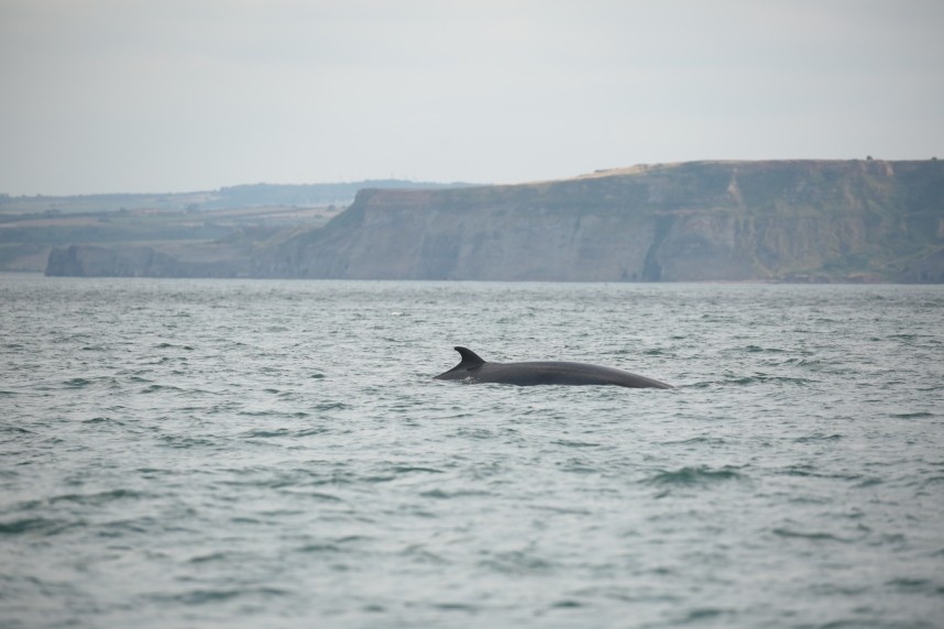 Minke Whale - Staithes North Yorkshire © Richard Baines