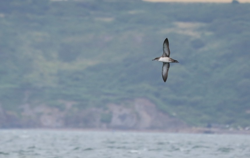Balearic Shearwater - Staithes North Yorkshire - 2 August 2015 © Richard Baines