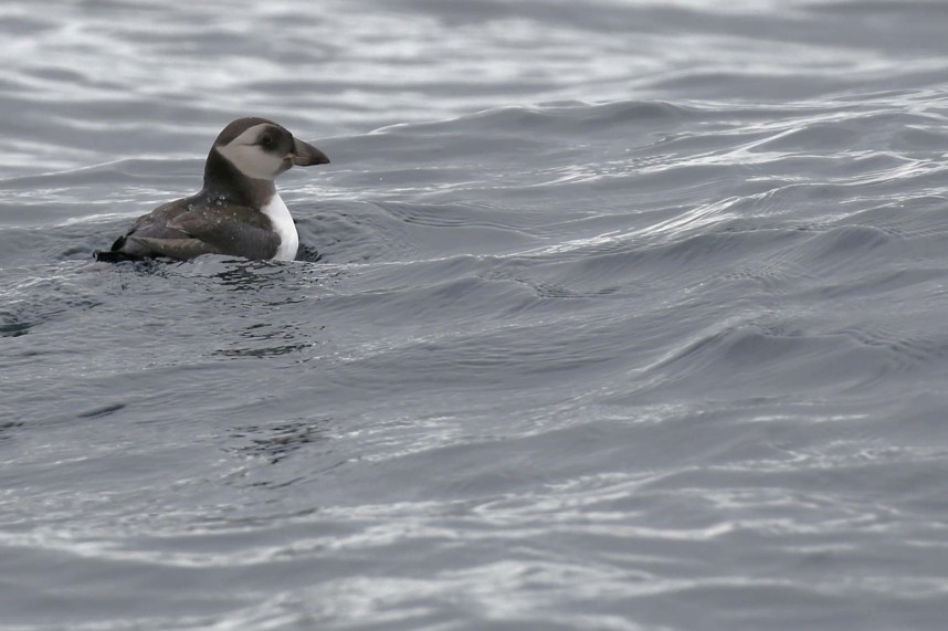 Atlantic Puffin (juvenile) - Staithes North Yorkshire - 18 July 2020 © Richard Baines