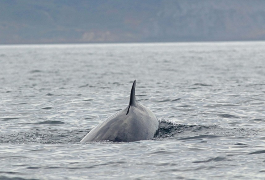 Minke Whale - Staithes North Yorkshire - 25 Sept 2021 © Richard Baines