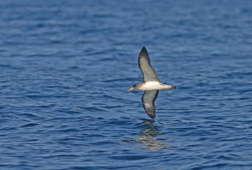 Cory's Shearwater - Staithes North Yorkshire - 30 August 2019 © Mark Pearson
