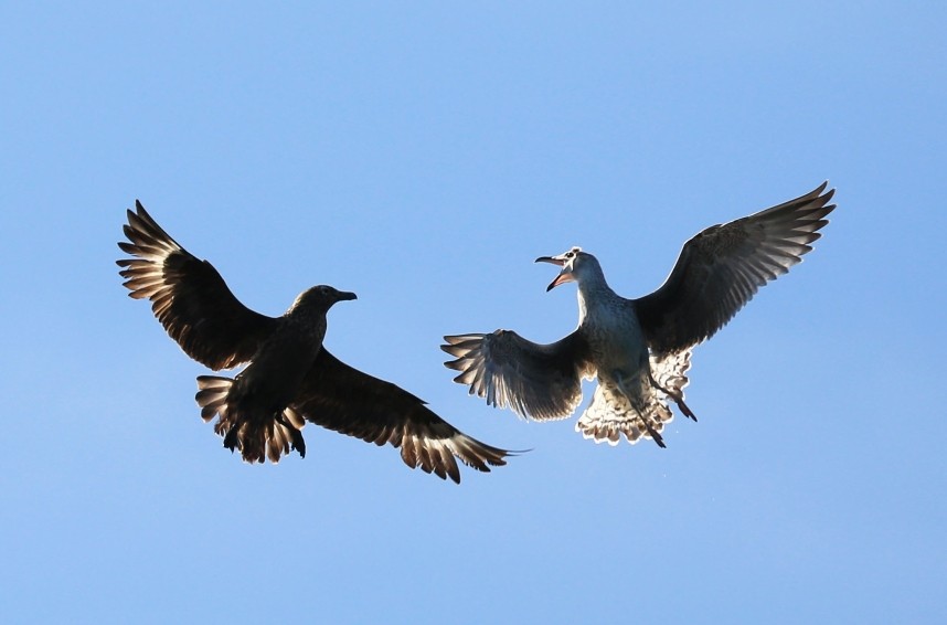 Great Skua and Great Black-backed Gull - Staithes North Yorkshire - 29 August 2016 © Richard Baines