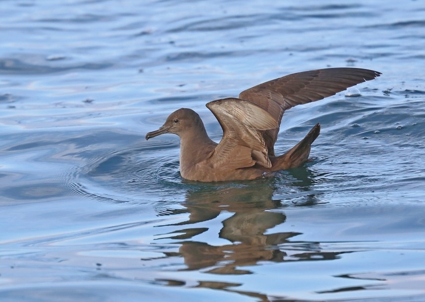 Sooty Shearwater - Staithes North Yorkshire - 13 Sept 2014 © Richard Baines