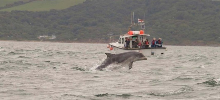 Bottle-nosed Dolphin - Staithes North Yorkshire © Jonny Lawson