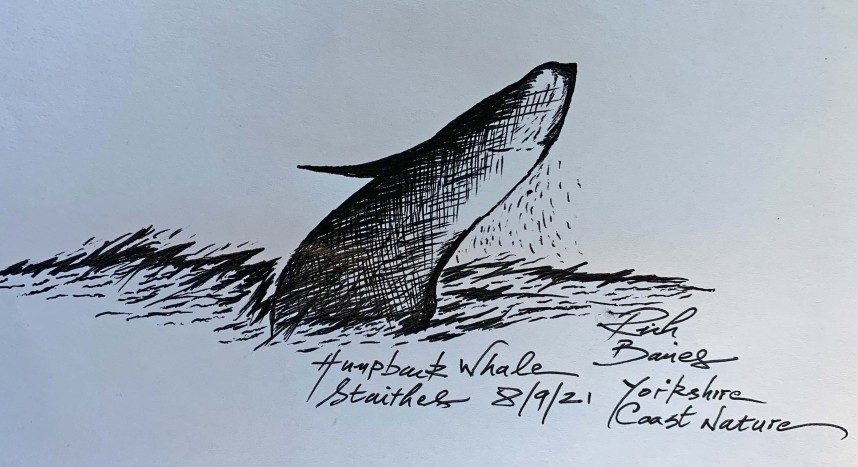 Humpback Whale sketch - Staithes North Yorkshire © Richard Baines