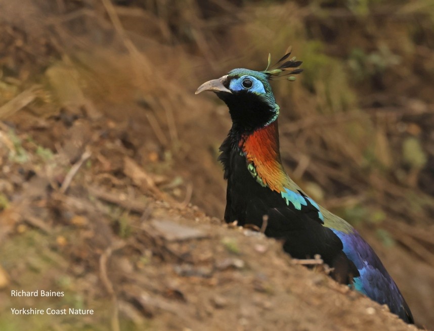 Himalayan Monal © Richard Baines