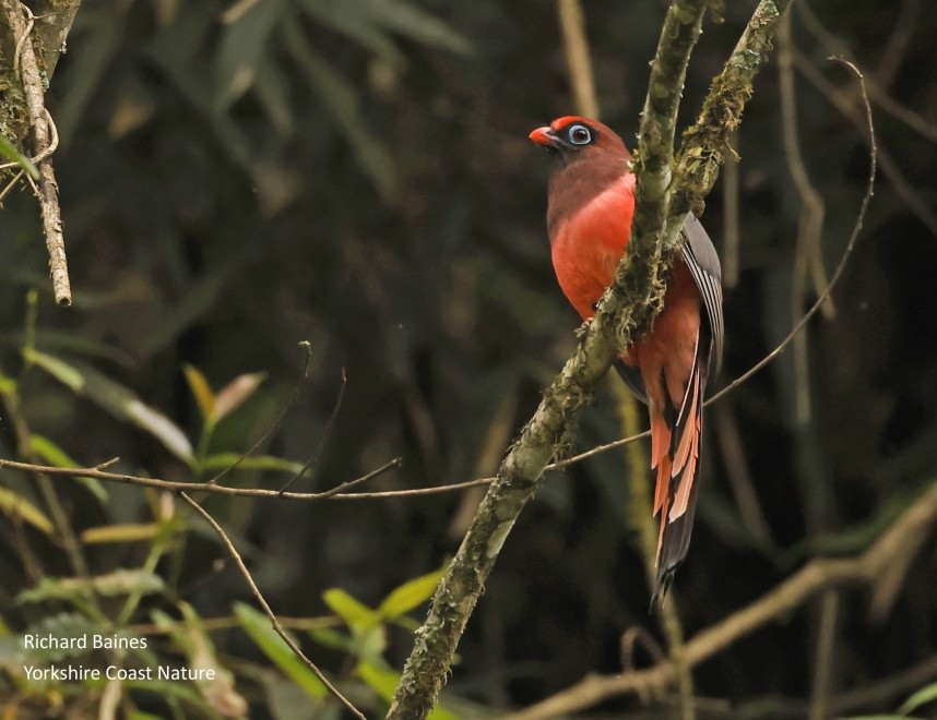 Wards Trogon © Richard Baines