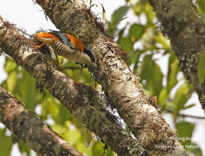 Himalayan Cutia © Richard Baines