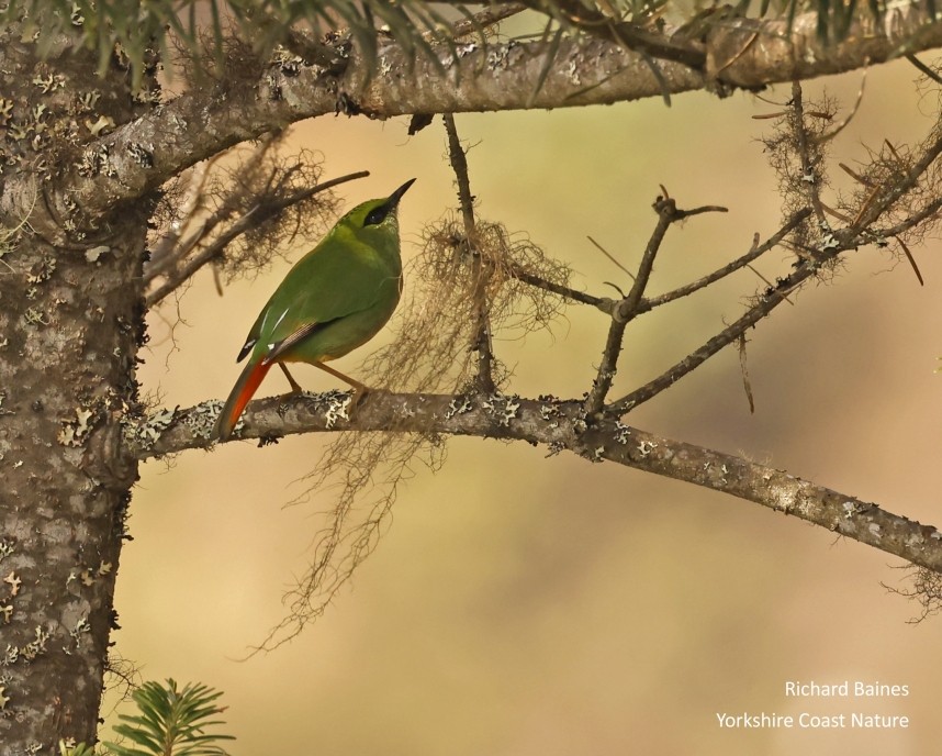 Fire-tailed Myzornis © Richard Baines