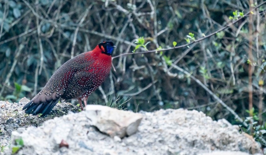 Satyr Tragopan © Norbu Wild Nature Quest